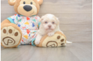 Fluffy Havanezer Purebred Puppy