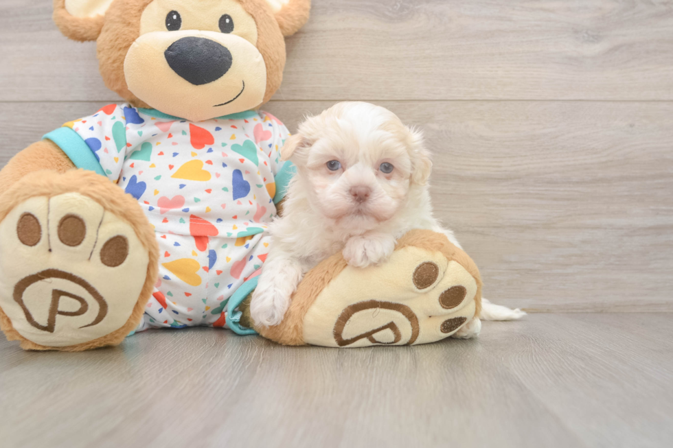 Fluffy Havanezer Purebred Puppy