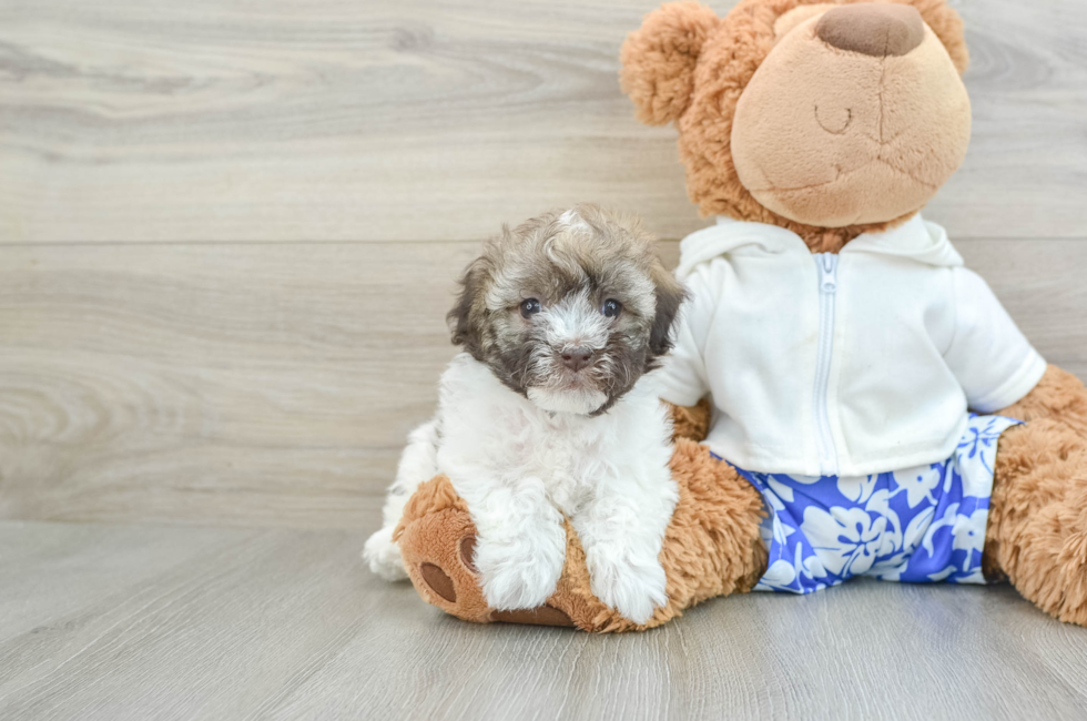 7 week old Havanese Puppy For Sale - Florida Fur Babies