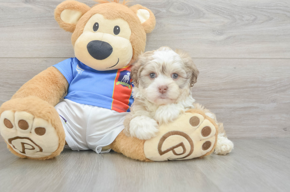 8 week old Havanese Puppy For Sale - Florida Fur Babies