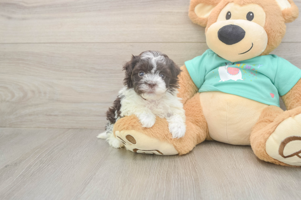 5 week old Havanese Puppy For Sale - Florida Fur Babies