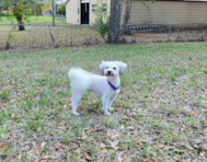 57 week old Havanese Puppy For Sale - Florida Fur Babies
