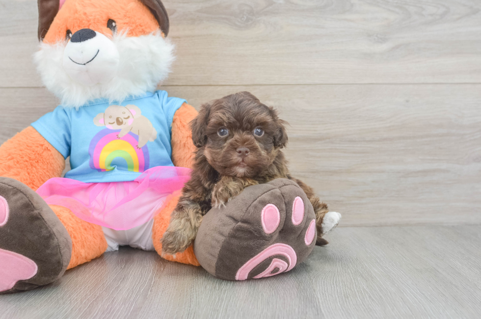 5 week old Havapoo Puppy For Sale - Florida Fur Babies