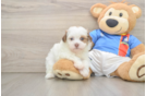 Havapoo Puppy for Adoption