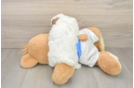 Havapoo Puppy for Adoption