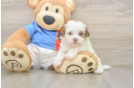 Playful Havadoodle Poodle Mix Puppy