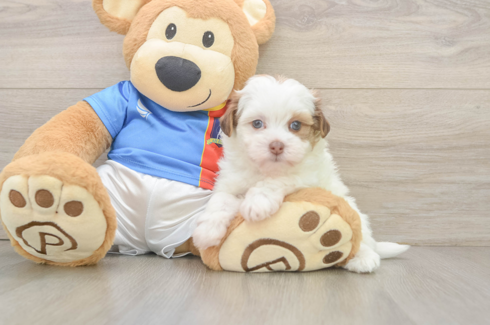 5 week old Havapoo Puppy For Sale - Florida Fur Babies