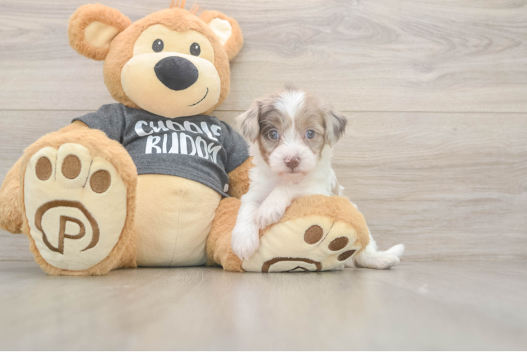 Playful Havadoodle Poodle Mix Puppy