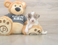 8 week old Havapoo Puppy For Sale - Florida Fur Babies