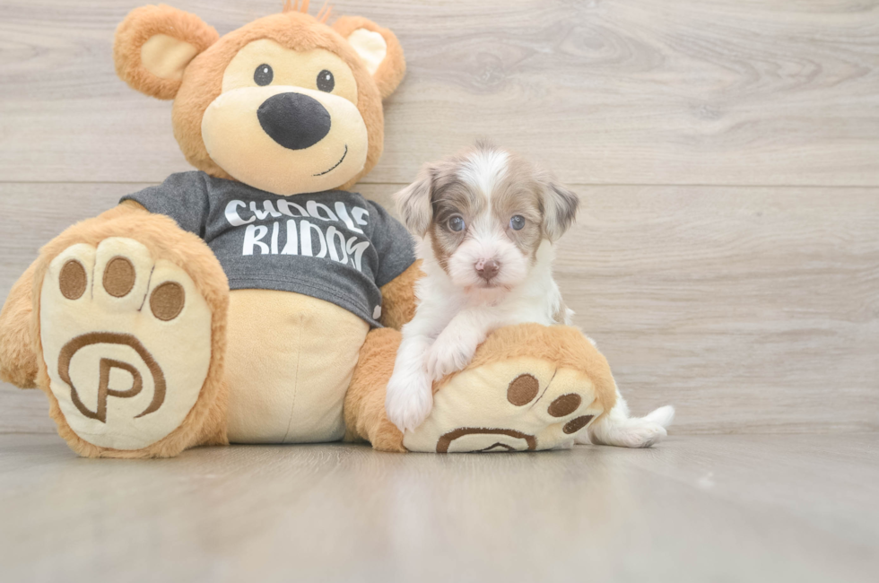 5 week old Havapoo Puppy For Sale - Florida Fur Babies