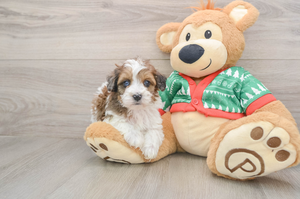 5 week old Havapoo Puppy For Sale - Florida Fur Babies