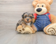 7 week old Havapoo Puppy For Sale - Florida Fur Babies