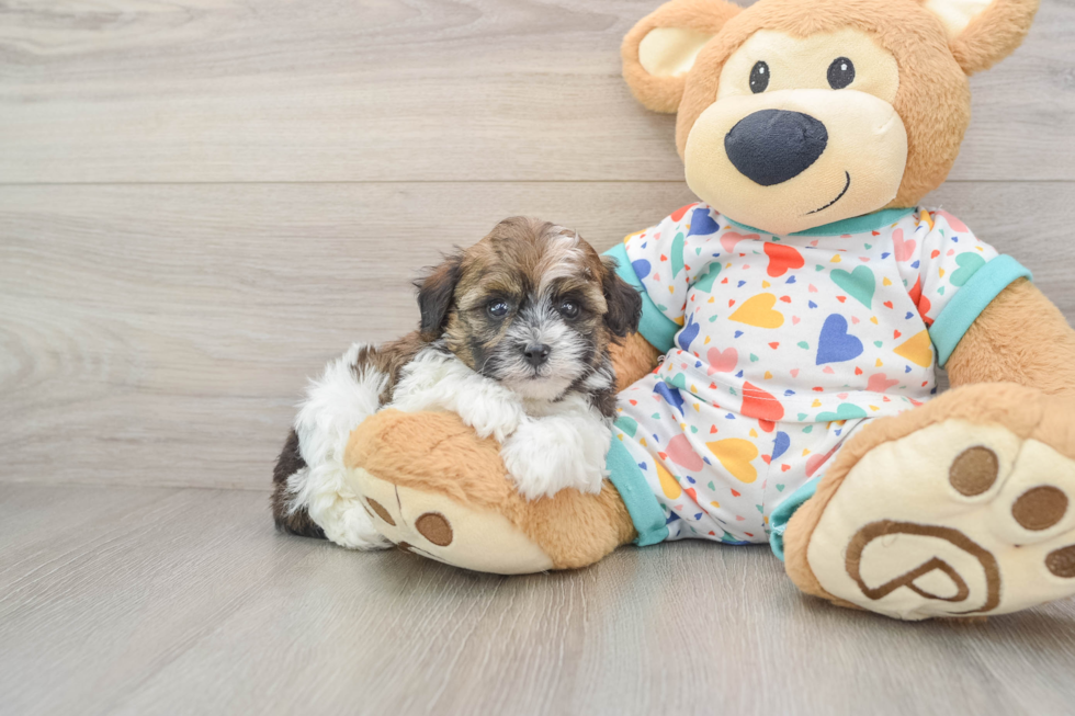 Smart Havapoo Poodle Mix Pup