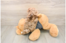 Havapoo Puppy for Adoption