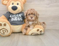 7 week old Havapoo Puppy For Sale - Florida Fur Babies