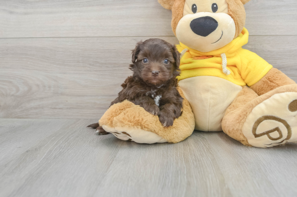 5 week old Havapoo Puppy For Sale - Florida Fur Babies