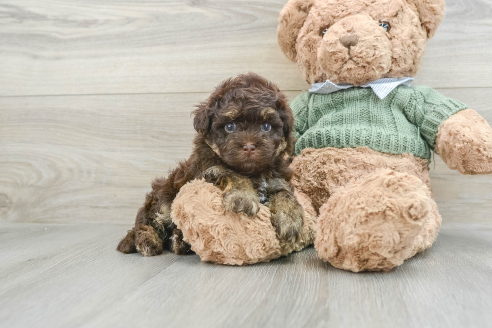 Popular Havapoo Poodle Mix Pup