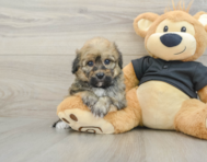 7 week old Havapoo Puppy For Sale - Florida Fur Babies