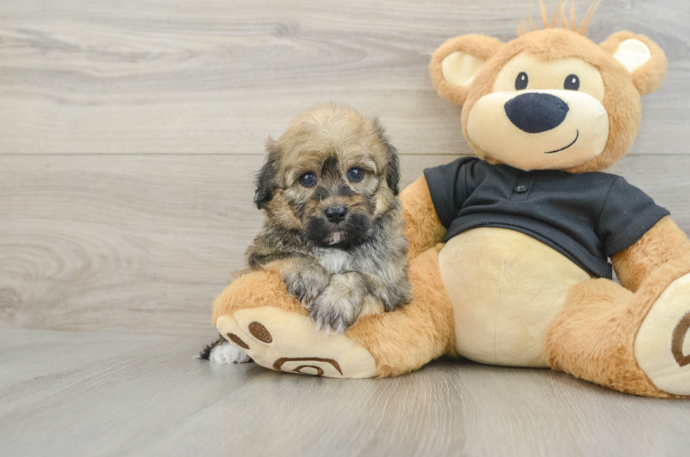 5 week old Havapoo Puppy For Sale - Florida Fur Babies