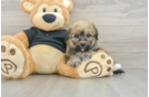 Best Havapoo Baby