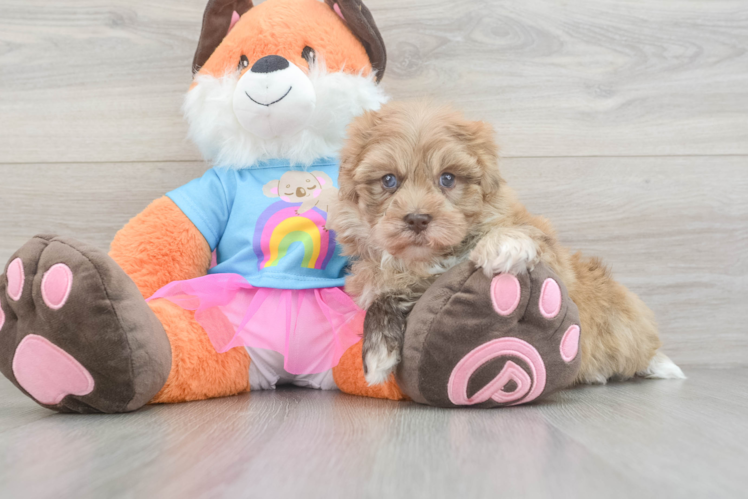 Havapoo Pup Being Cute