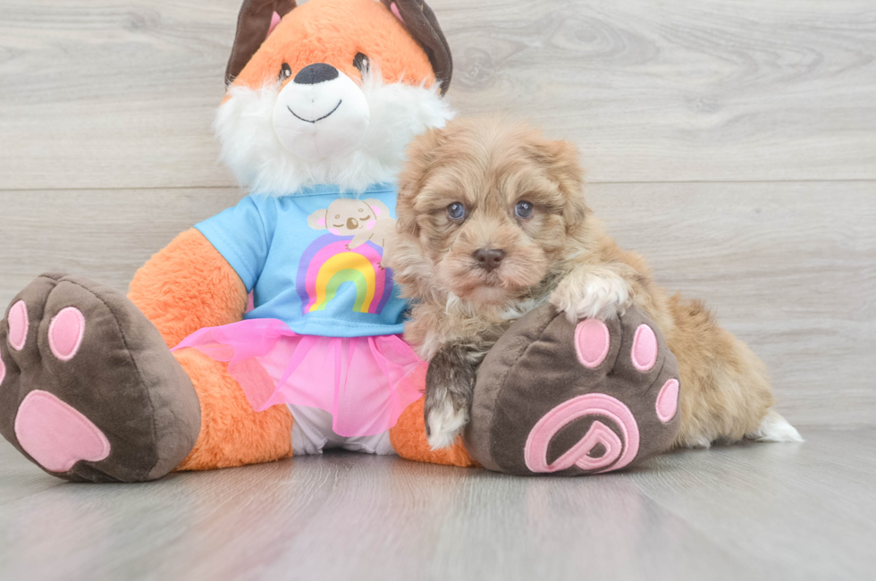 5 week old Havapoo Puppy For Sale - Florida Fur Babies