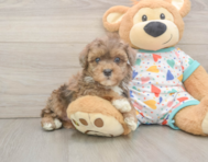 7 week old Havapoo Puppy For Sale - Florida Fur Babies