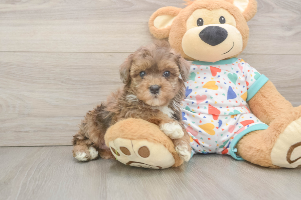 5 week old Havapoo Puppy For Sale - Florida Fur Babies