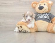 8 week old Havapoo Puppy For Sale - Florida Fur Babies