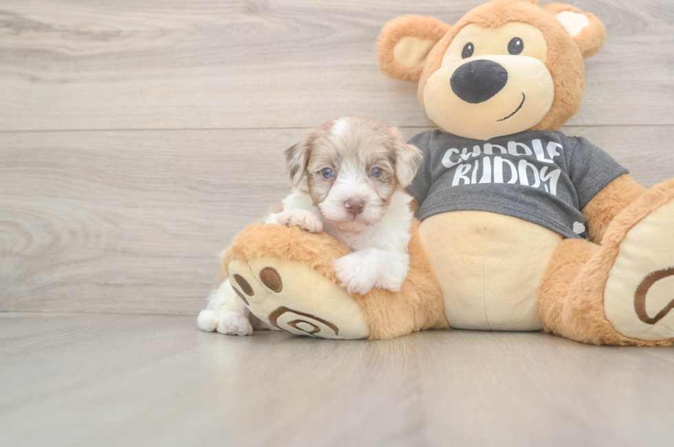 5 week old Havapoo Puppy For Sale - Florida Fur Babies