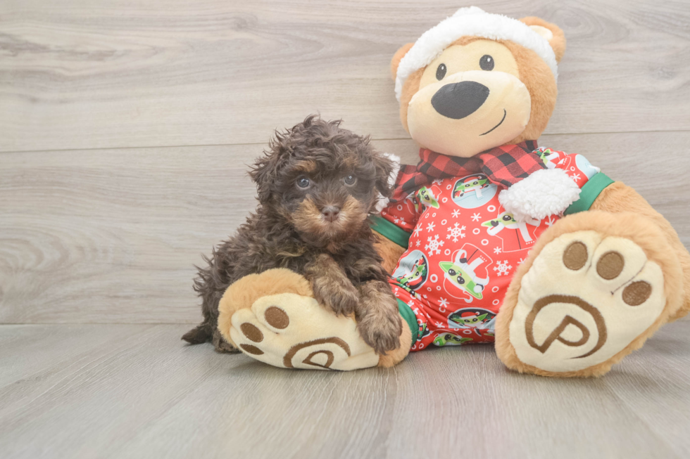 Havapoo Puppy for Adoption