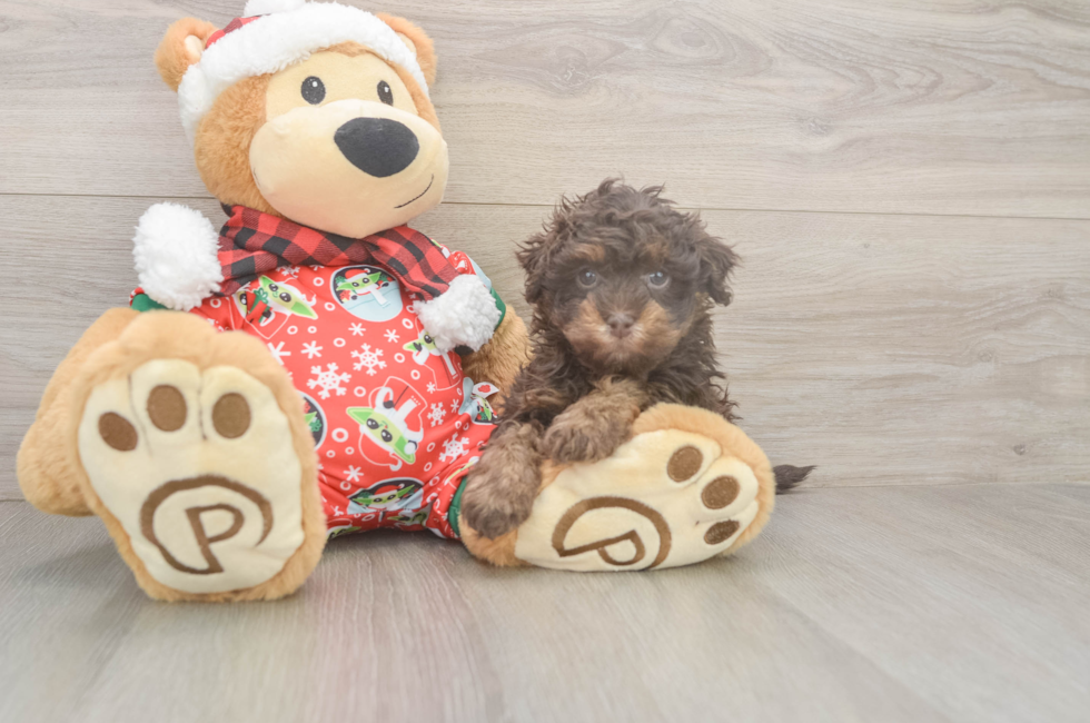 5 week old Havapoo Puppy For Sale - Florida Fur Babies