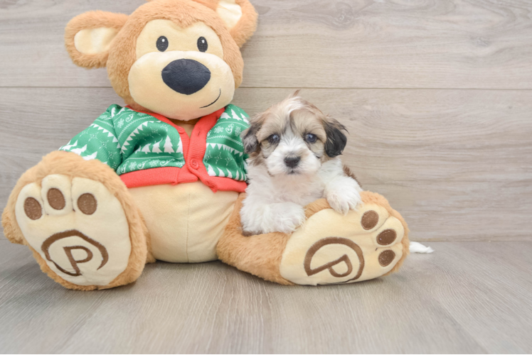 Popular Havapoo Poodle Mix Pup