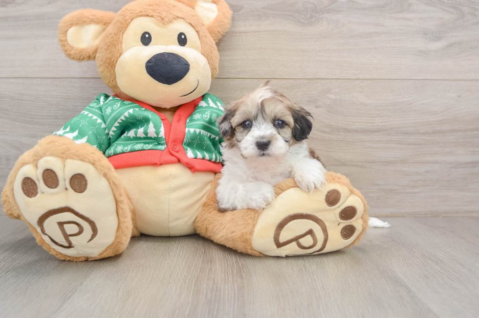 5 week old Havapoo Puppy For Sale - Florida Fur Babies