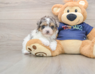 7 week old Havapoo Puppy For Sale - Florida Fur Babies