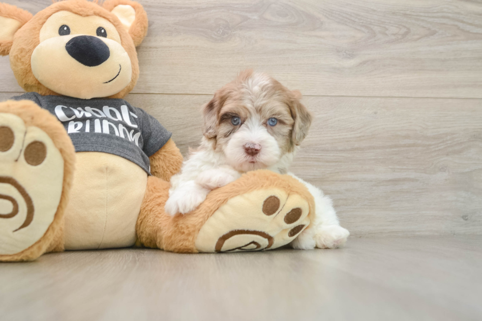 Energetic Havadoodle Poodle Mix Puppy