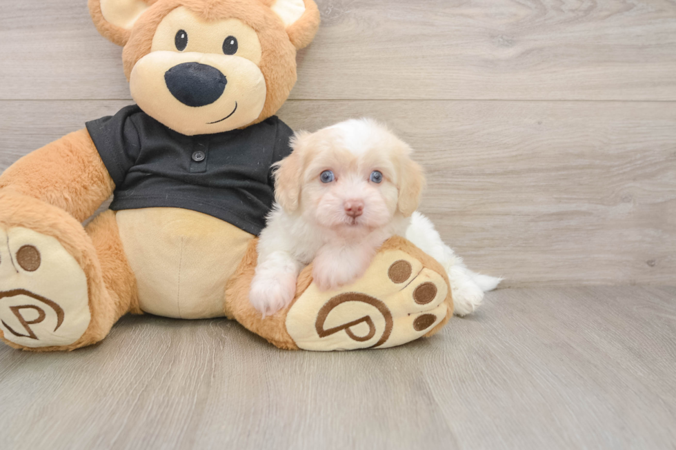 Smart Havapoo Poodle Mix Pup
