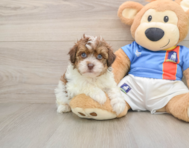 5 week old Havapoo Puppy For Sale - Florida Fur Babies