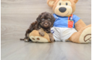 Popular Havapoo Poodle Mix Pup