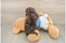 Havapoo Puppy for Adoption