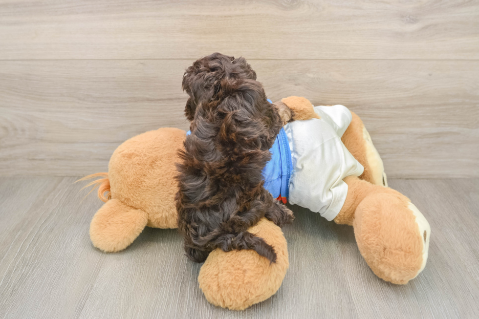 Havapoo Puppy for Adoption
