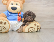 5 week old Havapoo Puppy For Sale - Florida Fur Babies