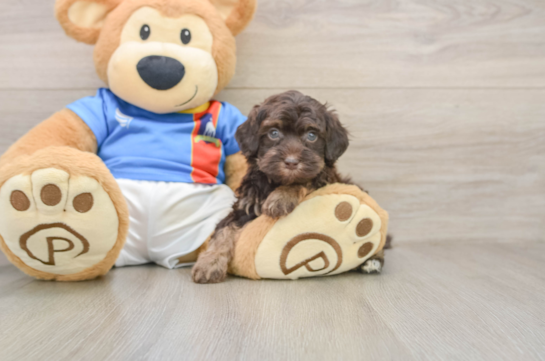 Havapoo Pup Being Cute