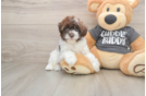 Adorable Havadoodle Poodle Mix Puppy