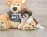 8 week old Havapoo Puppy For Sale - Florida Fur Babies