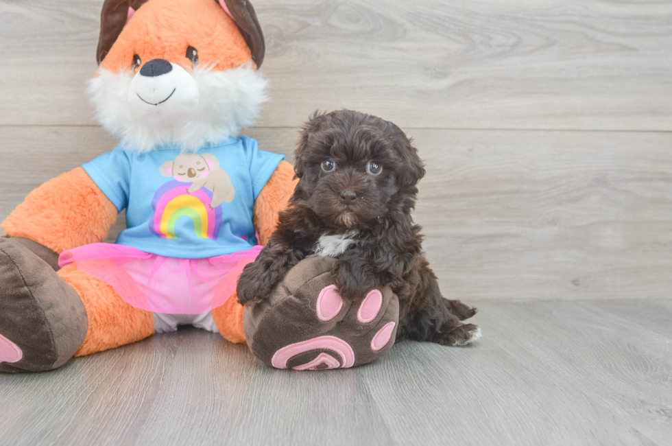 5 week old Havapoo Puppy For Sale - Florida Fur Babies