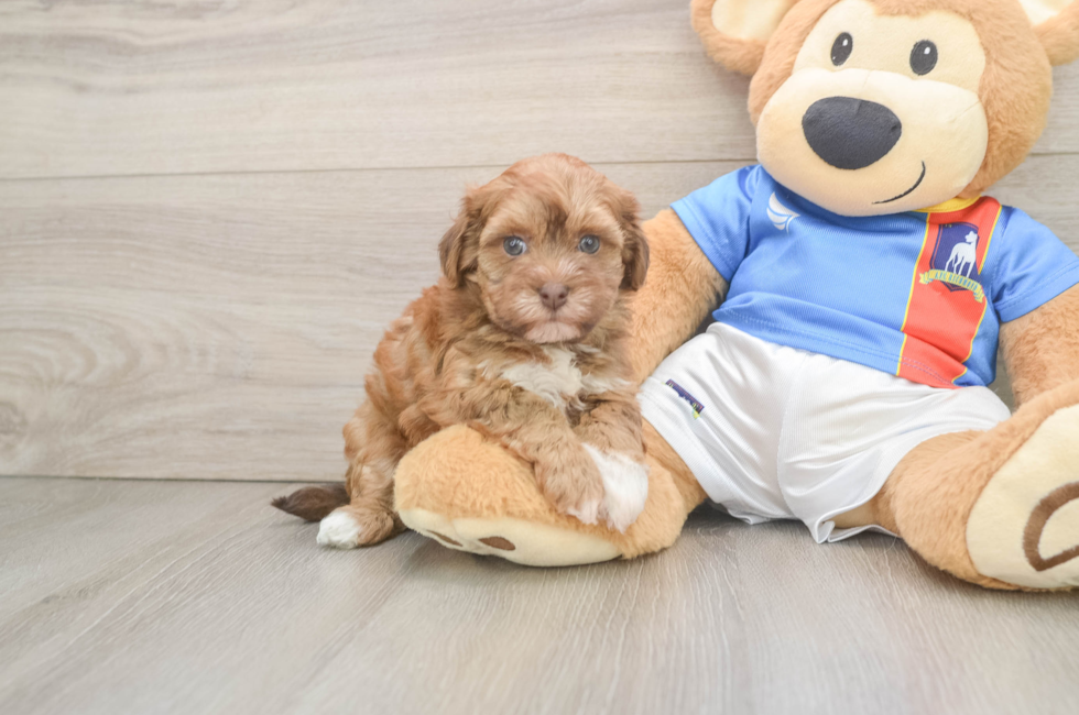 5 week old Havapoo Puppy For Sale - Florida Fur Babies