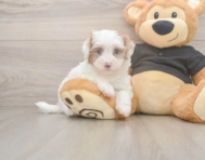 7 week old Havapoo Puppy For Sale - Florida Fur Babies