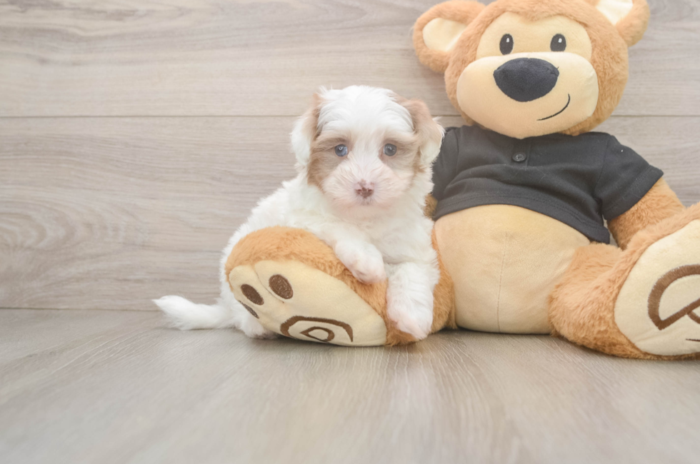 5 week old Havapoo Puppy For Sale - Florida Fur Babies