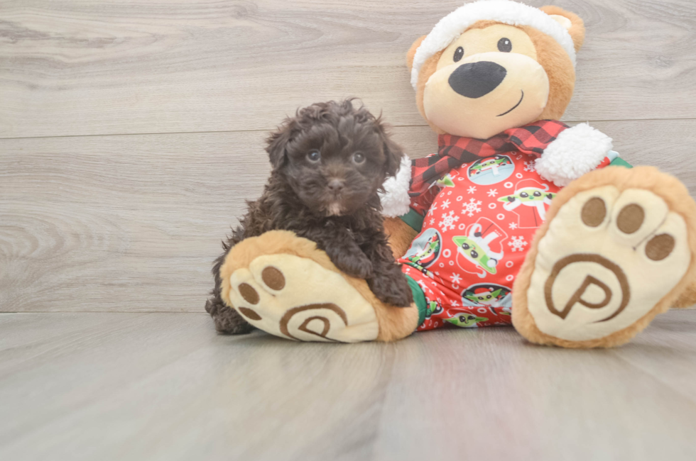 5 week old Havapoo Puppy For Sale - Florida Fur Babies